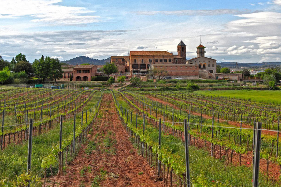El vi del Pla de Bages