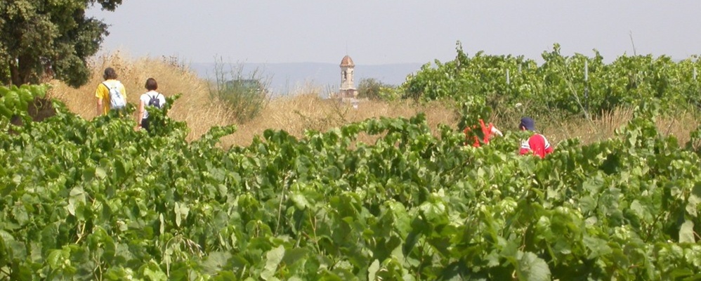 Vinya