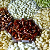 Taller arrossos del món