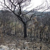 Xerrada: 'Què fer amb els boscos cremats? Implicacions socioeconòmiques'