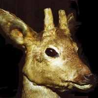 Taller familiar: Investiguem els mamífers 