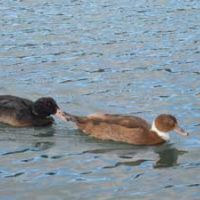 Tallers ambientals: Els habitants de l’estany