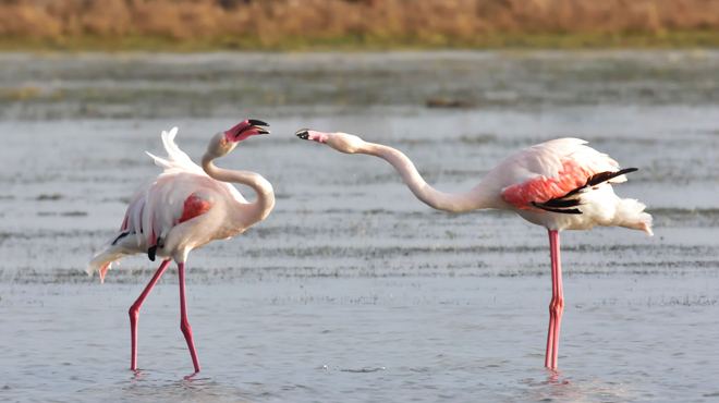 Flamencs - Delta de l'Ebre