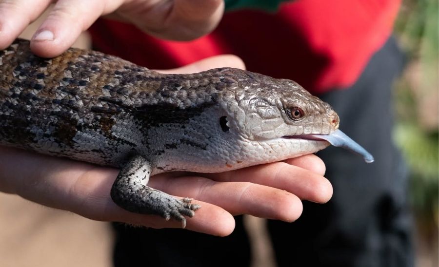 Granja Natura Navàs