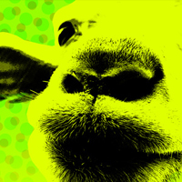 Sessió 'Mad Sounds'