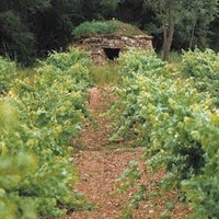 Ruta de les barraques de vinya al celler Abadal