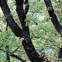 Itineraria geològic