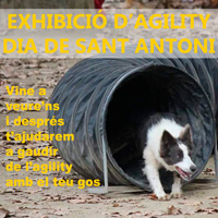 Exhibició d'Agility - Sant Antoni Roquetes 2018