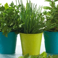 Animals i plantes que conviuen amb nosaltres