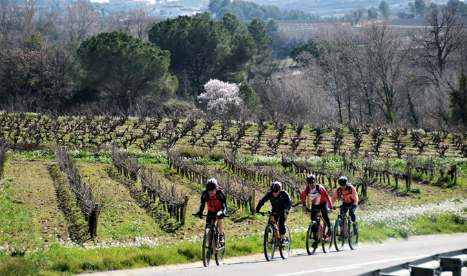 Ciclistes entre vinyes