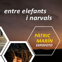 Exposició 'Entre elefants i narvals', de Pàtric Marín 
