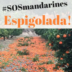 Espigolada #sosmandarines - Aldover 2019