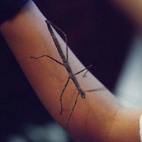 Estratègies dels éssers vius