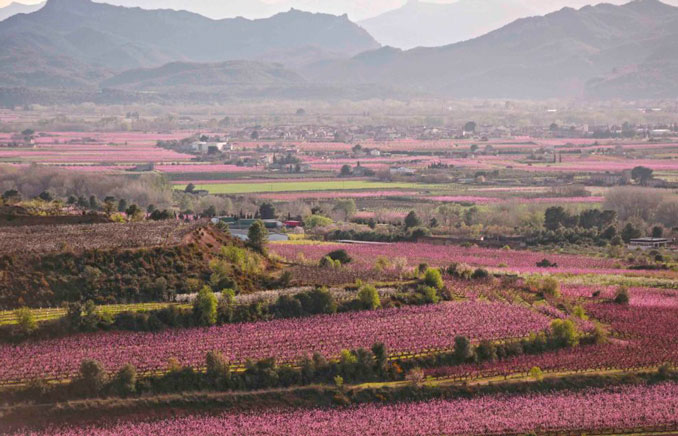 Floració a la Ribera d'Ebre