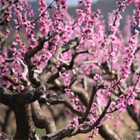Floració de les vinyes