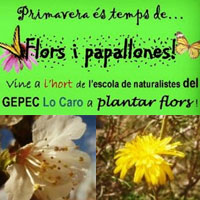 Flors i papallones - GEPEC Lo Caro 