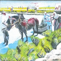 Quadre 'Plantar arròs' de Josep Antoni Martí Talavera - l'Ampolla 2017