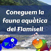 Coneguem la fauna aquàtica del Flamisell