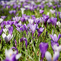 El crocus és una flor que fa aparició a la primavera pirinenca