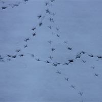 Imatge de petjades d'ocell a la neu