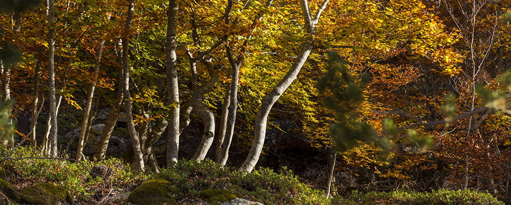 Una imatge del bosc de Virós, al Pallars Sobirà