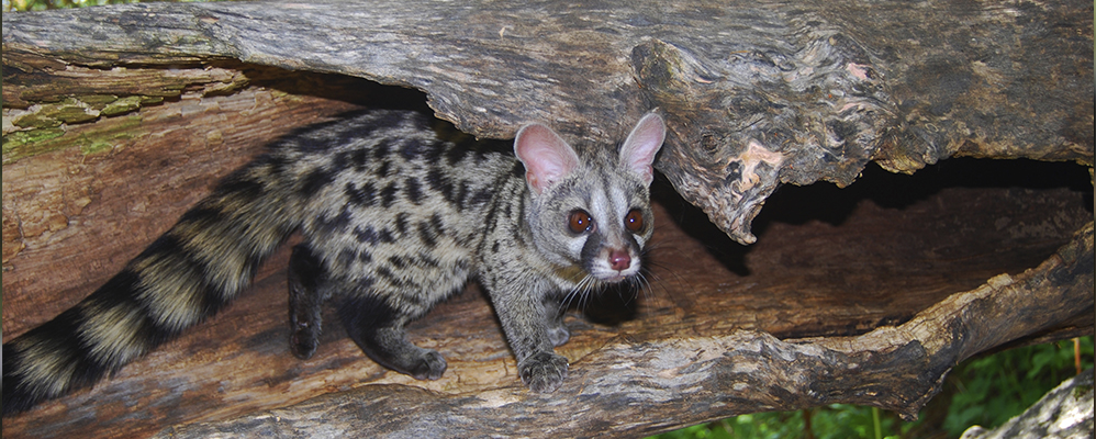 La genenta és un dels animals que podem trobar al Centre de Fauna de MónNatura Pirineus