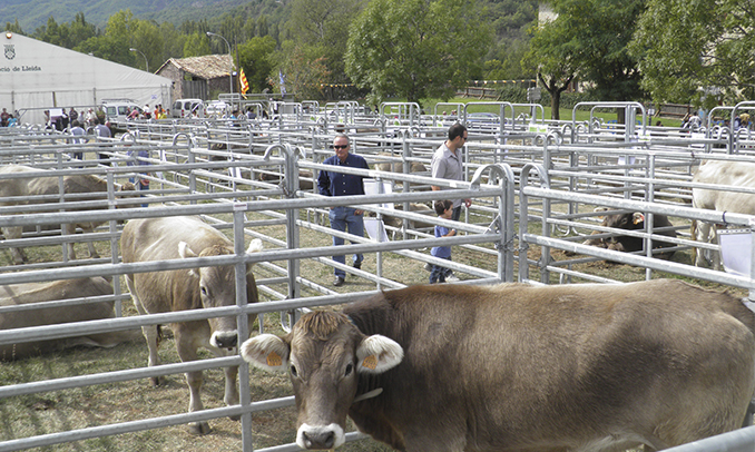 El recinte reservat al bestiar de la Fira de la Pobleta, a la Vall Fosca