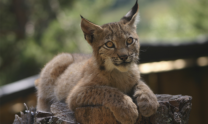 El linx és una de les espècies que es poden veure al Centre de Natura de MónNatura Pirineus