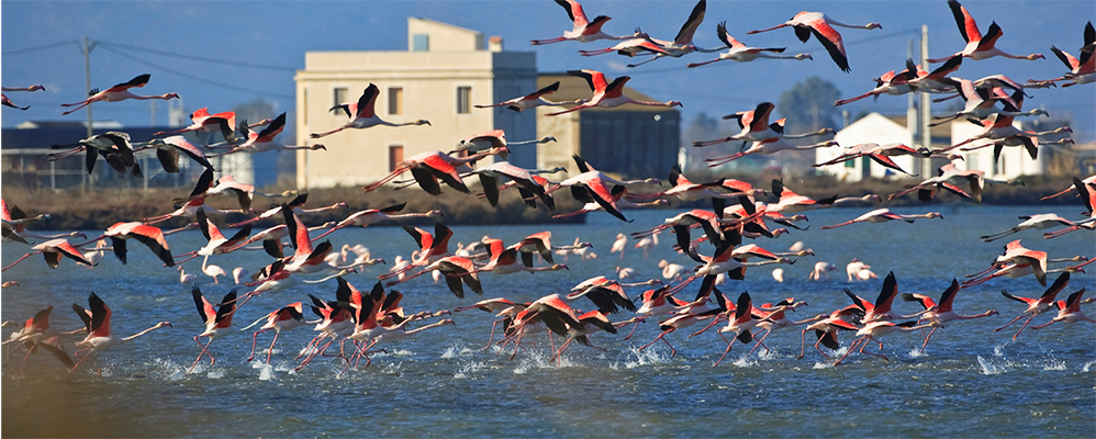 Flamencs