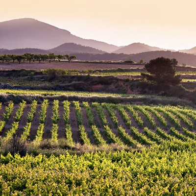 Castell d'Or, Vila-rodona, La Primavera del Cava, AECAVA, 2023