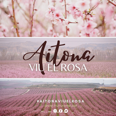 Aitona viu el rosa, campanya de floració a Aitona, 2022