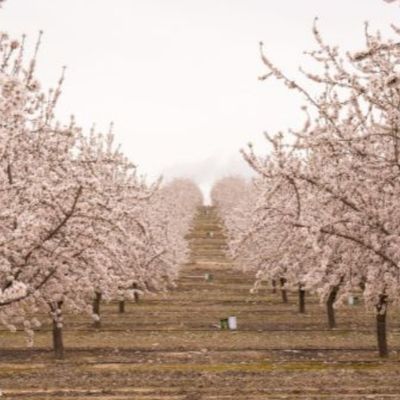 Els ametllers: la primera floració, Ametllers, Mas de Colom, 