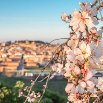 Aumetllers Florits a Arbeca, 2026