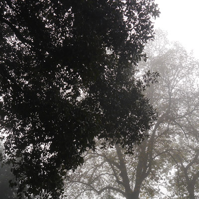 Exposició 'Quan els arbres deixaren anar la nit' d'Àlex Nogué