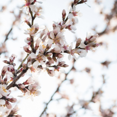 Ametllers florits, Castelldans, 2023