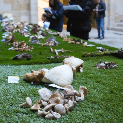 XXXIIIa Exposició de bolets de tardor de les Terres de Lleida, IEI, Lleida, 2023