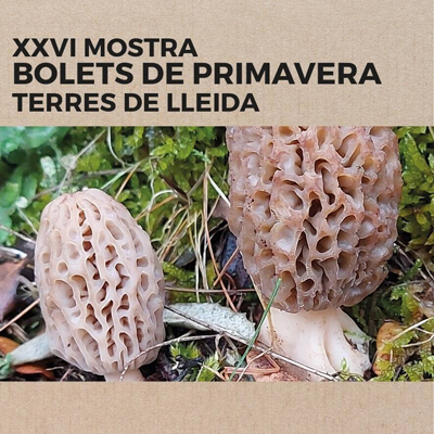 XXVI Mostra de Bolets de Primavera de les Terres de Lleida, Institut d'Estudis Ilerdencs, 2024