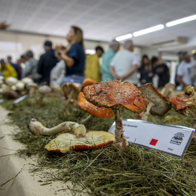 28a Mostra de Bolets del Morell, 2024