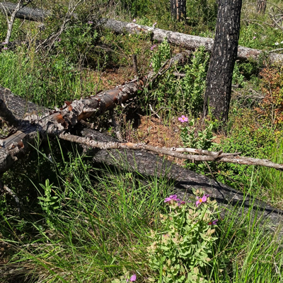 El bosc reneix… a les Gavarres, Consorci de les Gavarres, 2025