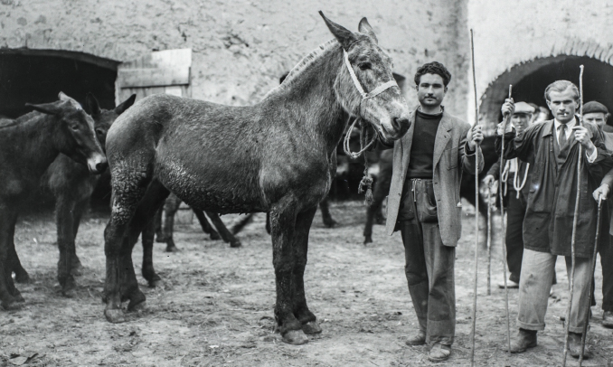 Un firandant amb una de les seves mules a l'antiga fira de Salàs