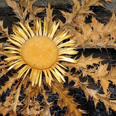 Carlina, Flor, Bruixes, Trementinaires, Pirineus, 2024