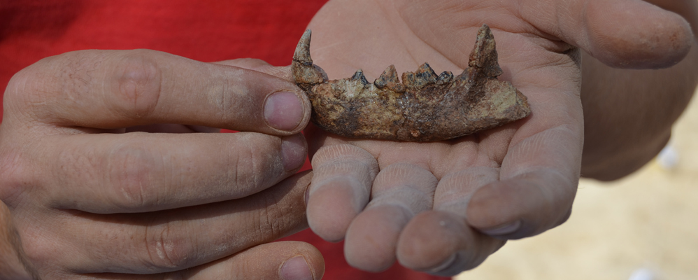 Restes d'animals del Miocè al jaciment d'Els Casots