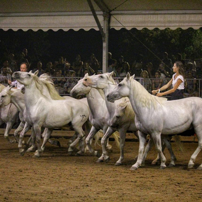 Fira de Sant Jaume a Reus, Cavalls, 2024