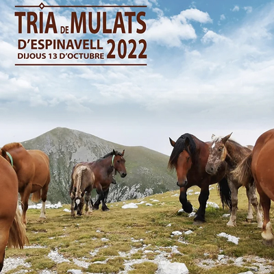 Tria de Mulats d'Espinavell, Molló, 2022
