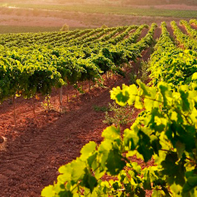 Vinyes del Celler Grau i Grau