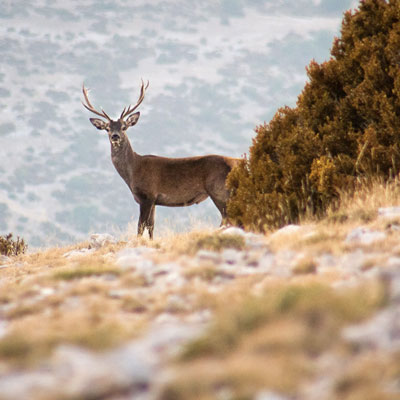 Observació de la brama del cérvol a la Reserva de Boumort