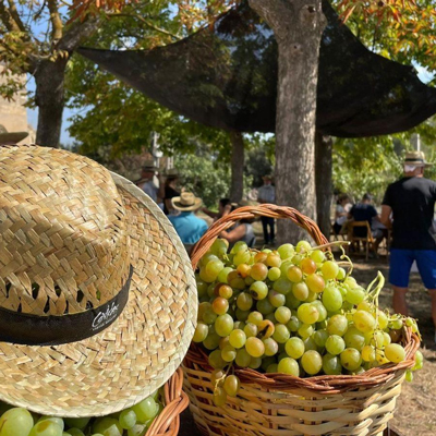 Covides, la Verema del Cava, 2024