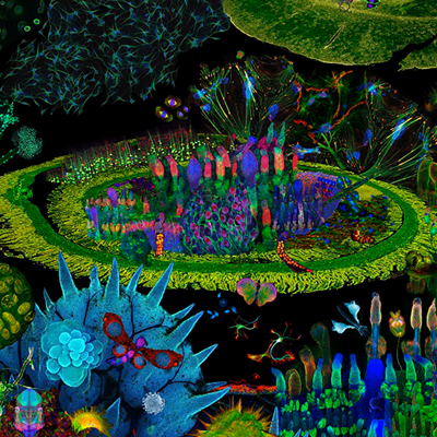 Instal·lació ‘El jardí de les delícies’ - Anna Rierola Instal·lació ‘El jardí de les delícies’ - Anna Rierola