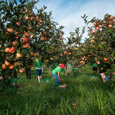 Exposició 'Espigolar per tranformar', Espigoladors, 2026
