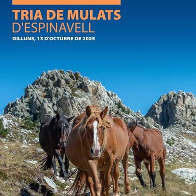 Tria de Mulats d'Espinavell, 2025